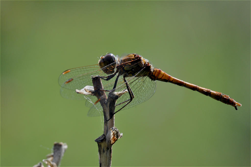 Heidelibelle
