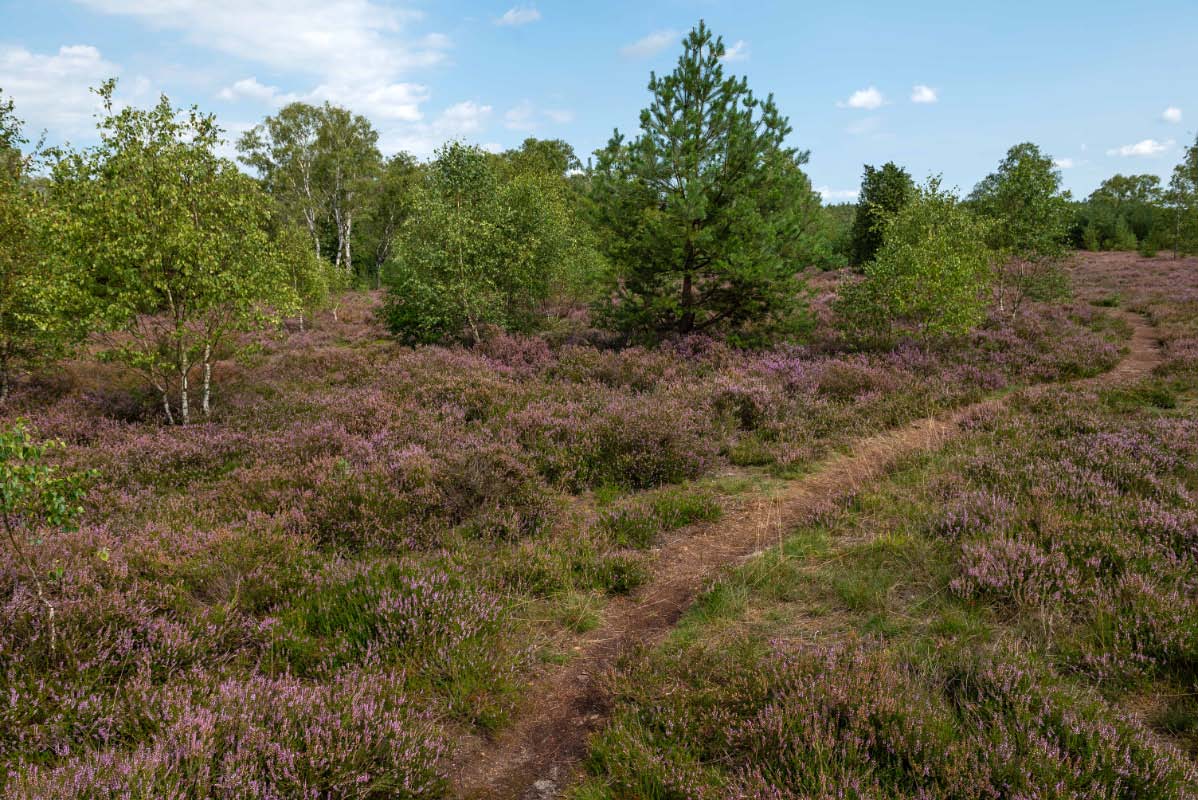 Heidepfad.jpg
