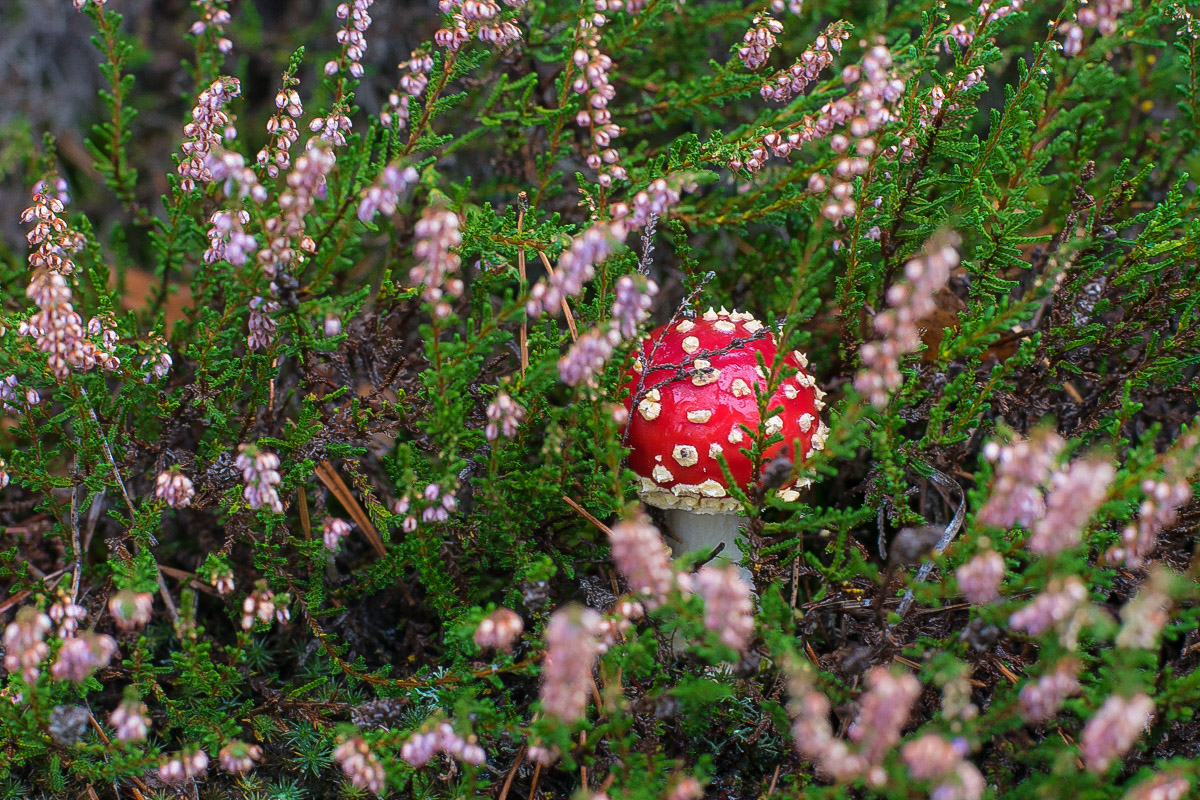 Heidepilz (1 von 1).JPG