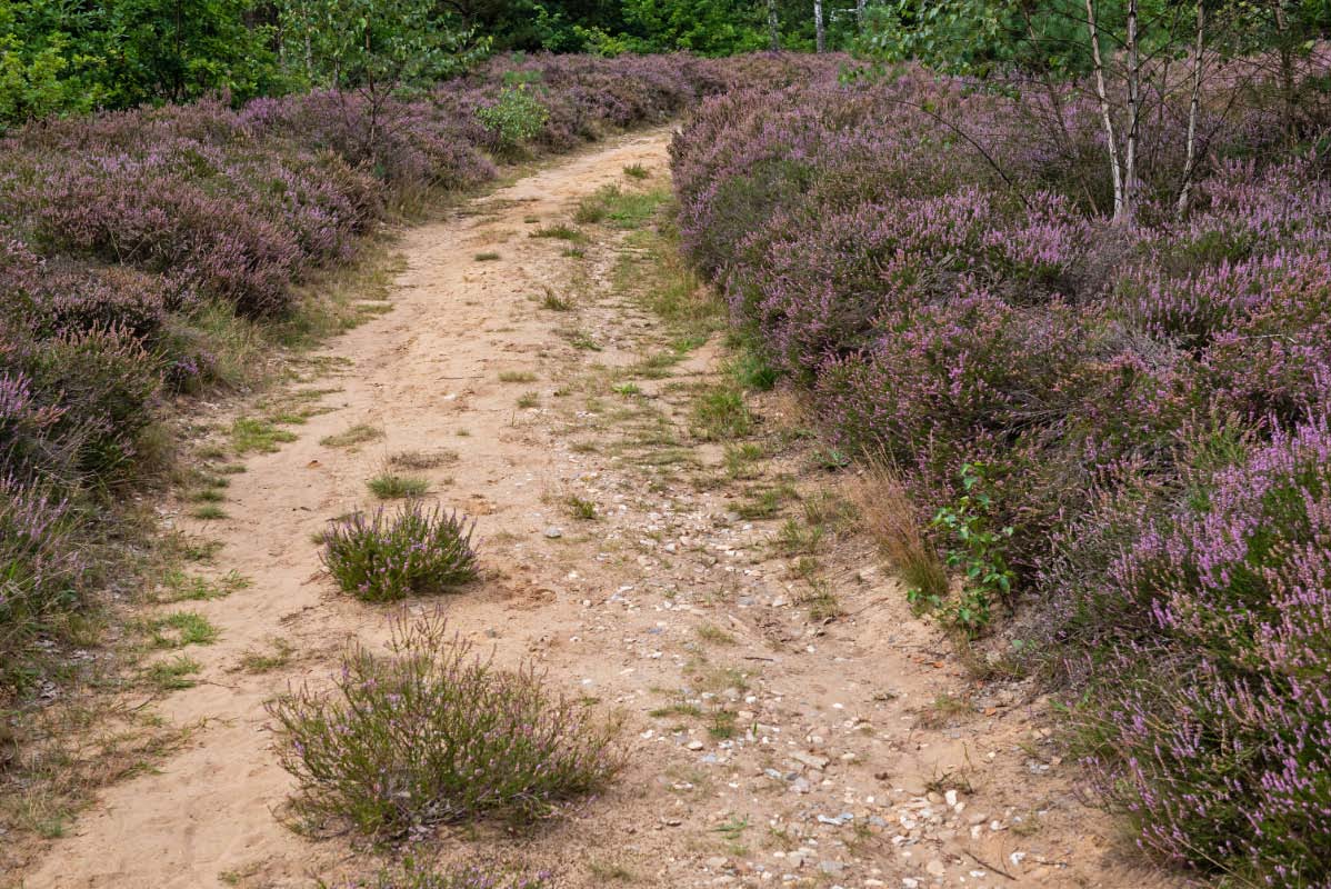 Heideweg 2.jpg