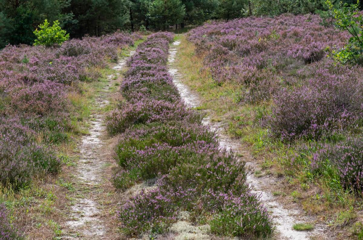 Heideweg.jpg