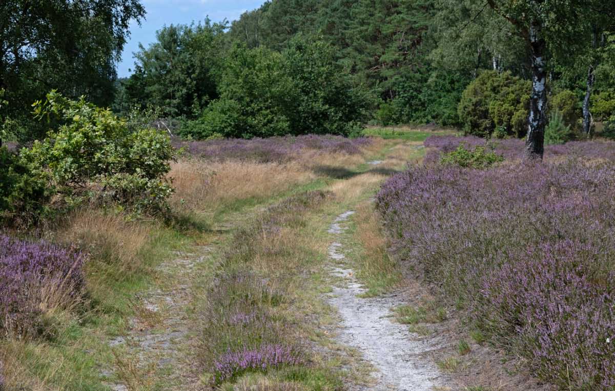 Heideweg.jpg