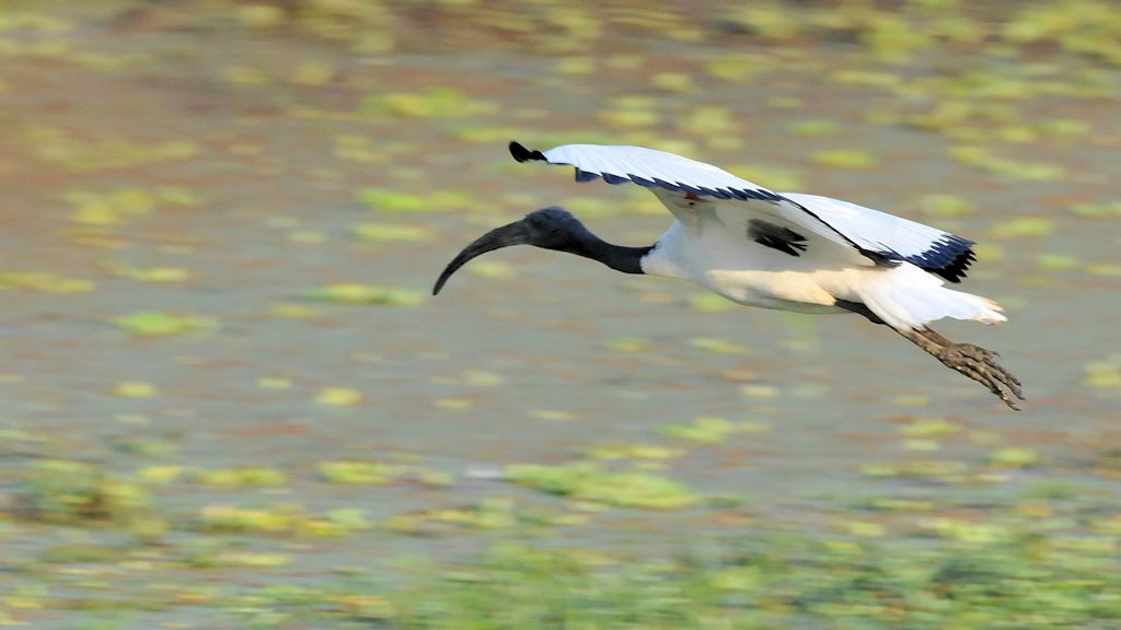 Heiliger Ibis 0115