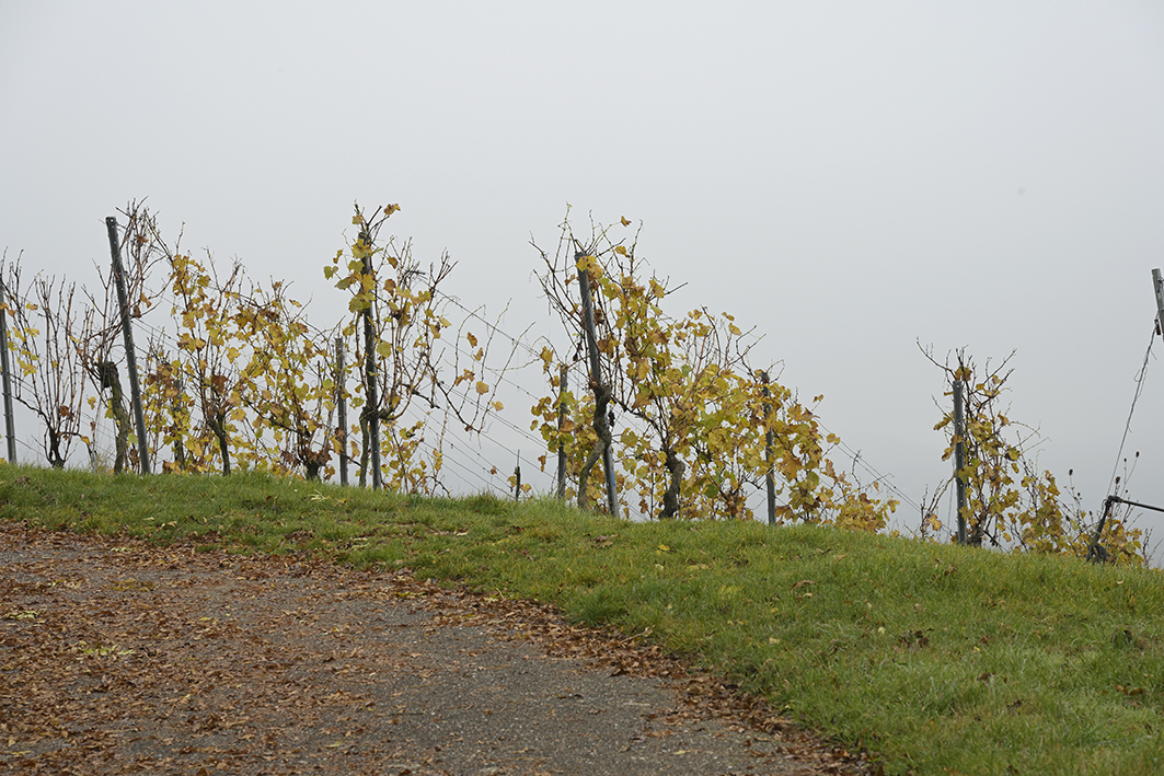 Helfenberg_Zf_DSC0081_12x18x150.jpg