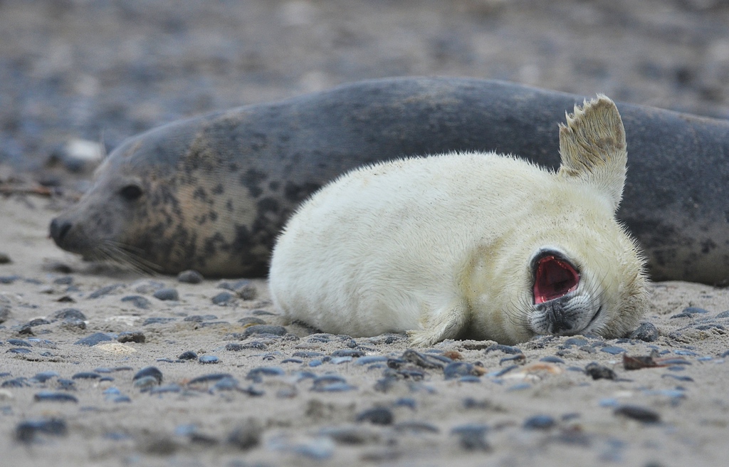 Helgoland 1 0106