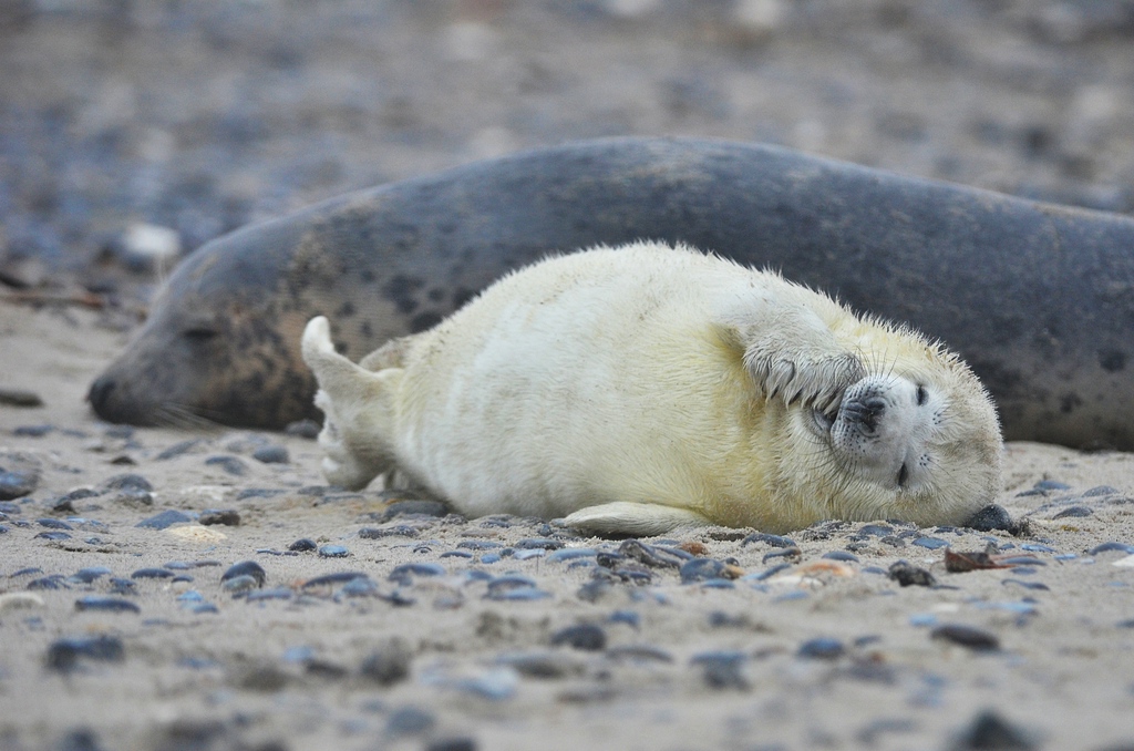 Helgoland 1 0123