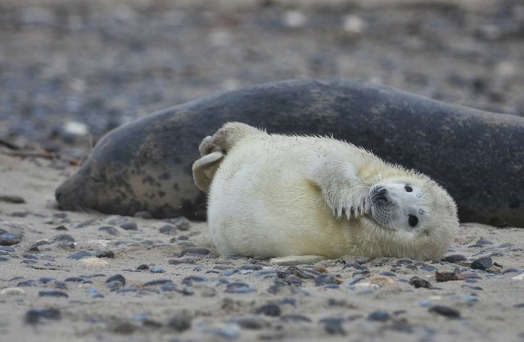 Helgoland 1 0153