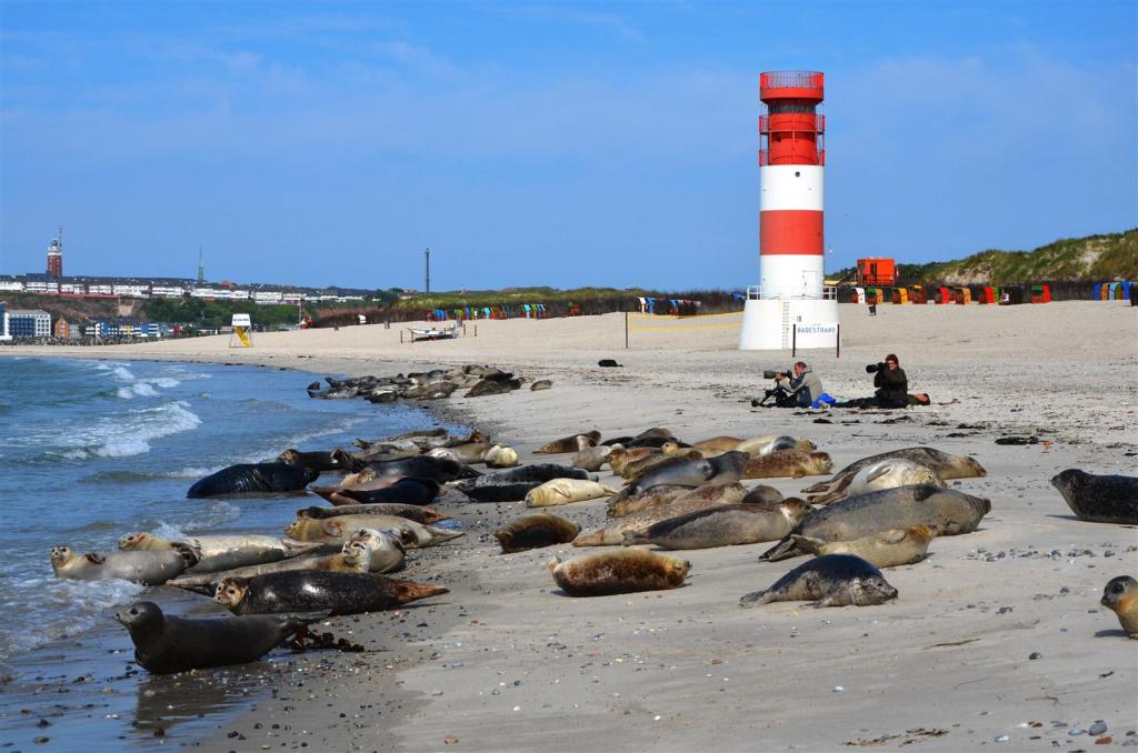 Helgoland 14.06.11 (35)