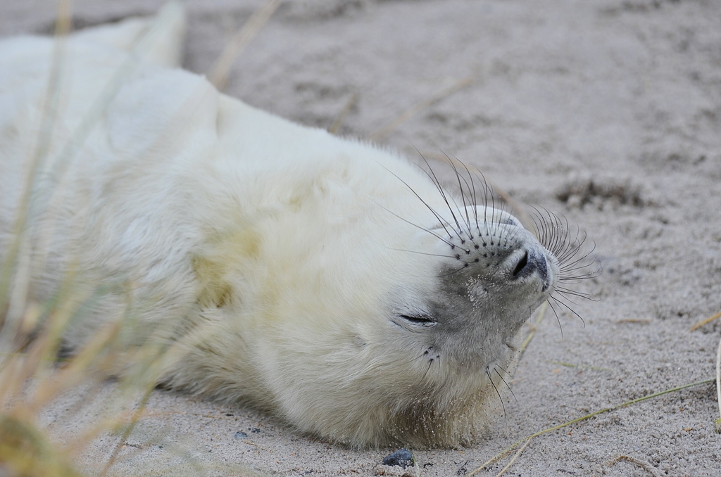 Helgoland 2 0152