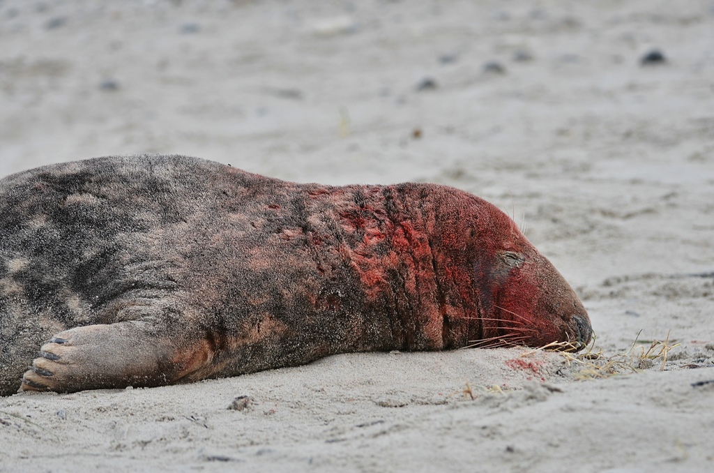 Helgoland 2 0230
Puh, den Alten hab ich unterschätzt ...