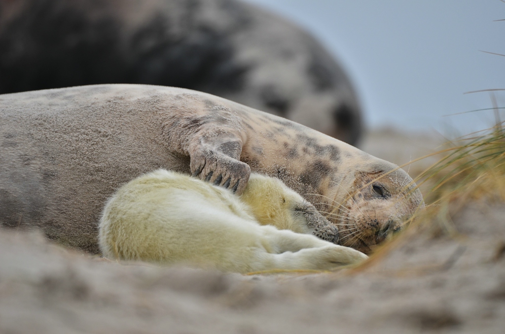 Helgoland 2 0315