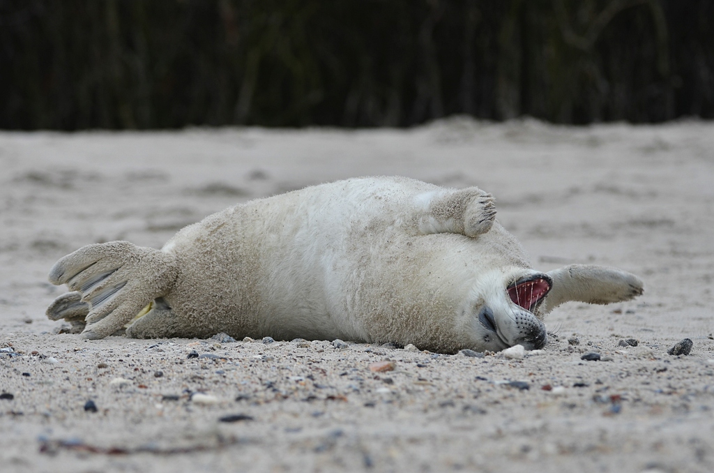 Helgoland 2 0611
