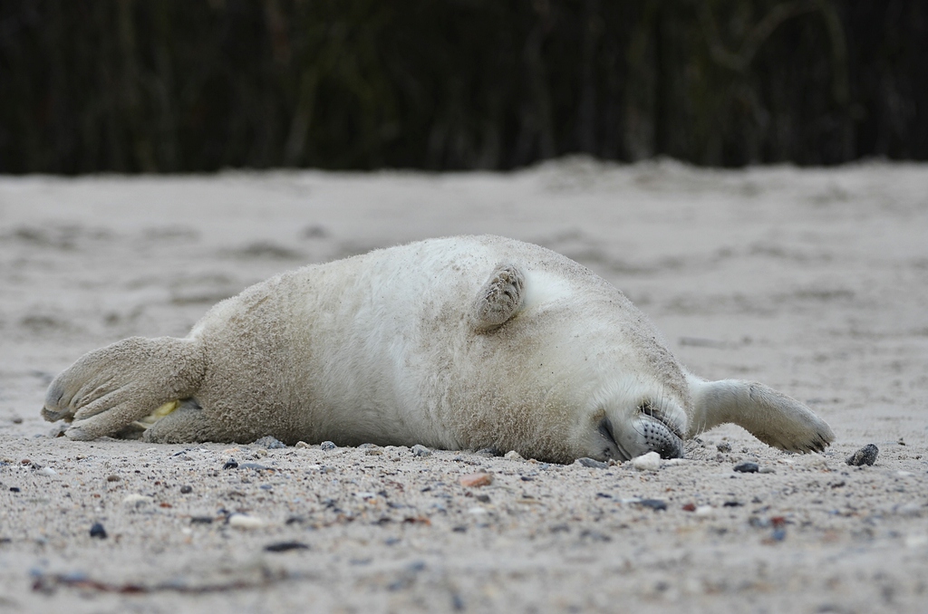 Helgoland 2 0612