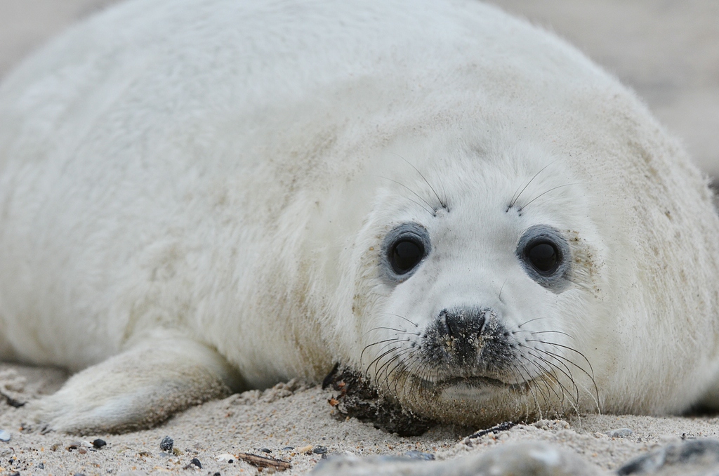 Helgoland 2 0679
Portrait V