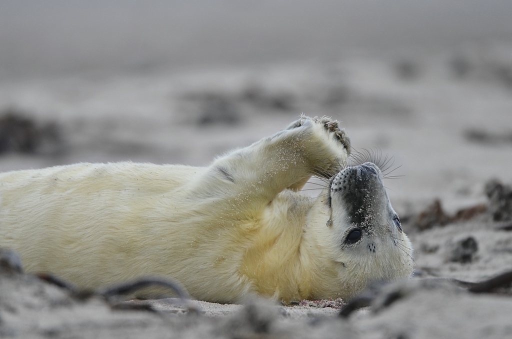 Helgoland 2 0802