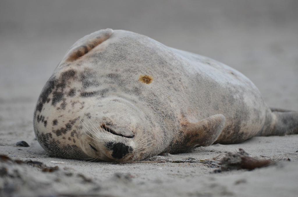 Helgoland 2 0829
Singles VIII