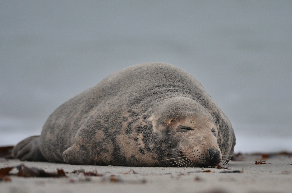 Helgoland 2 1302
Singles IV