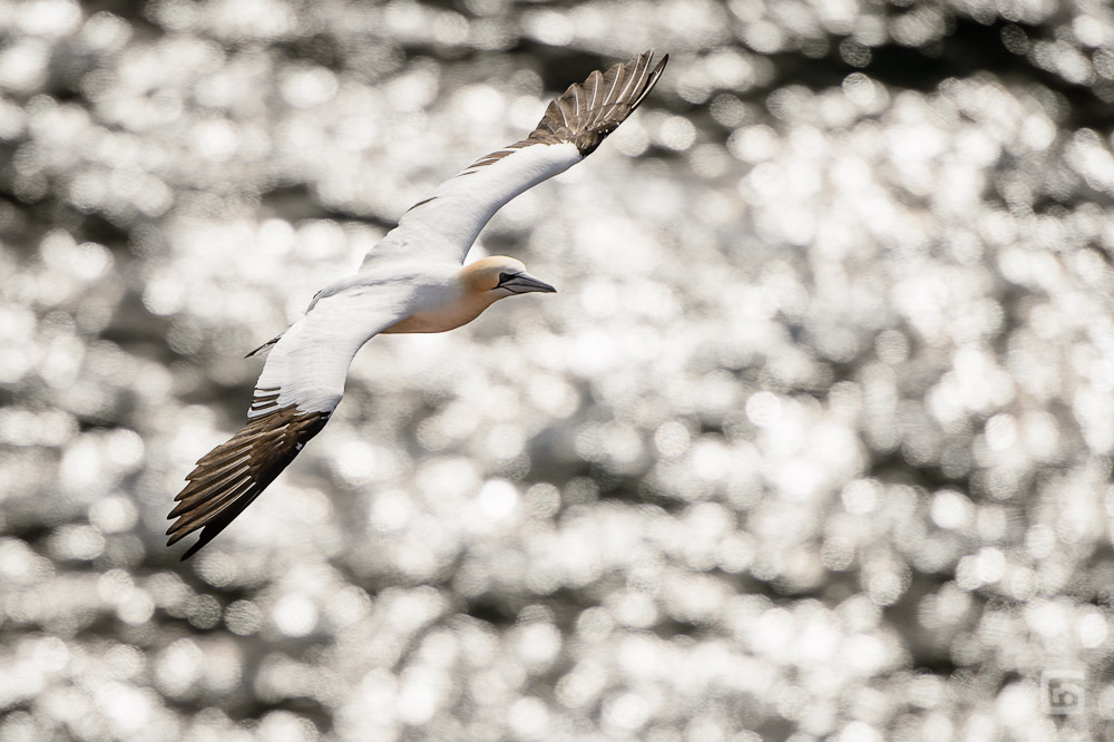 helgoland 20120413 3818