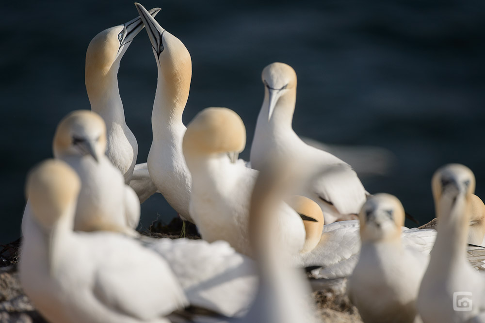 helgoland 20120414 4595
