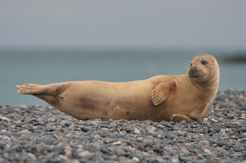 Helgoland 3 0278
Körperspannung!