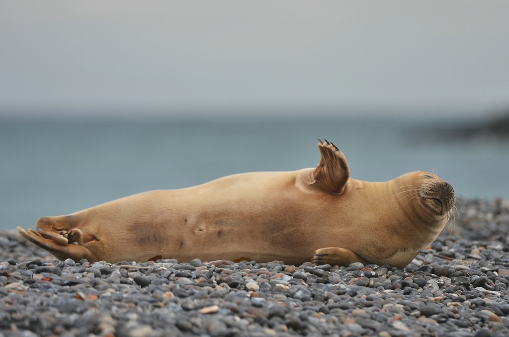 Helgoland 3 0463
Küss die Hand!