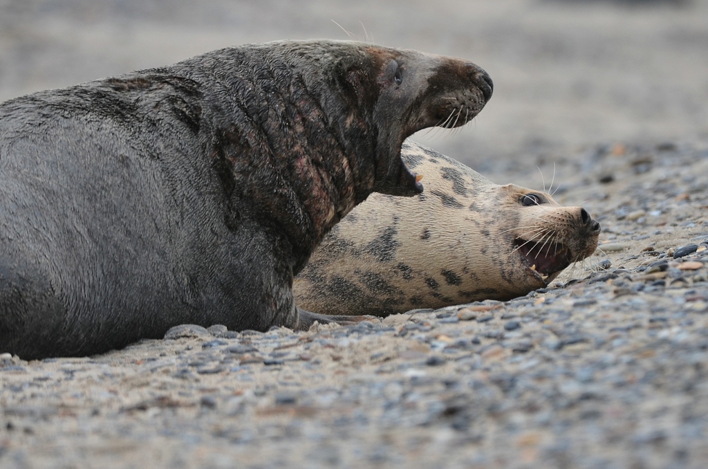 Helgoland 3 0545 
Mama und Papa VII
hahaha