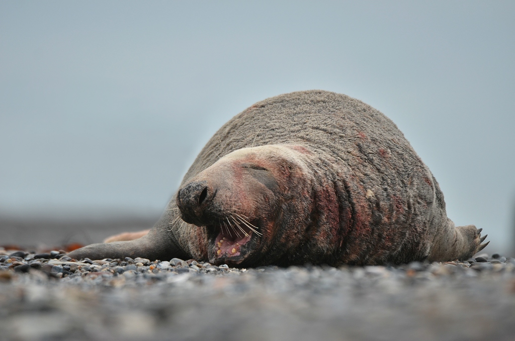 Helgoland 3 0579
Singles X