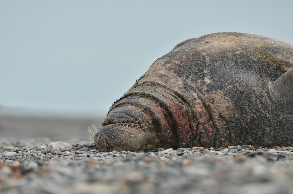 Helgoland 3 0591
Singles VII