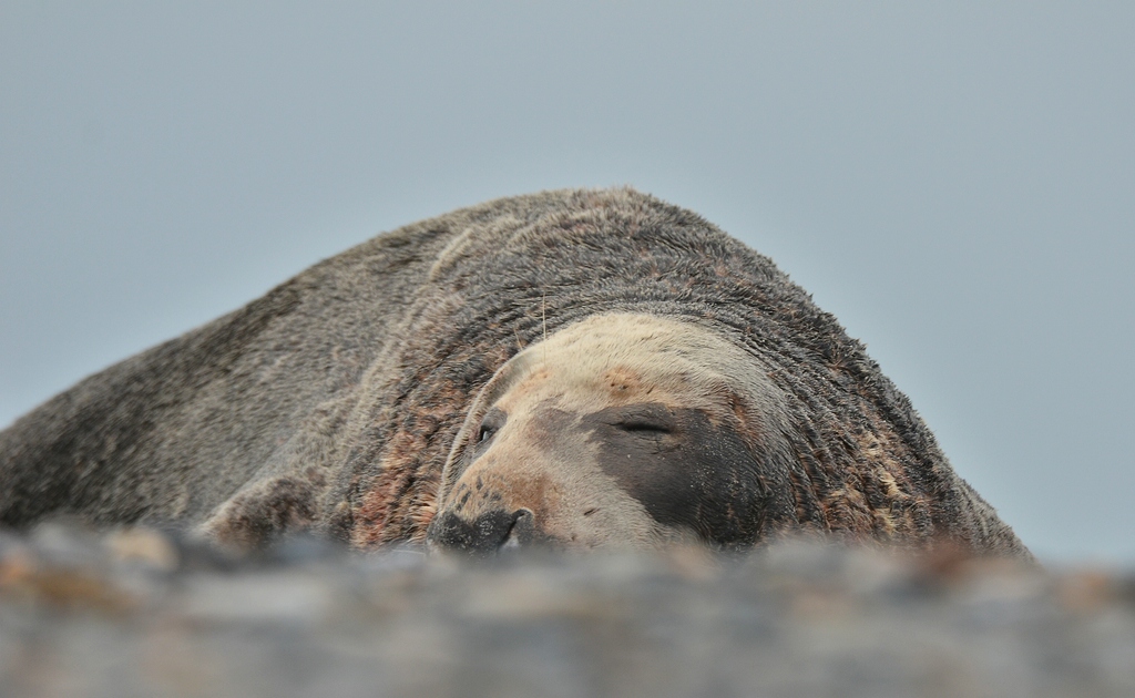 Helgoland 3 0597
Singles III