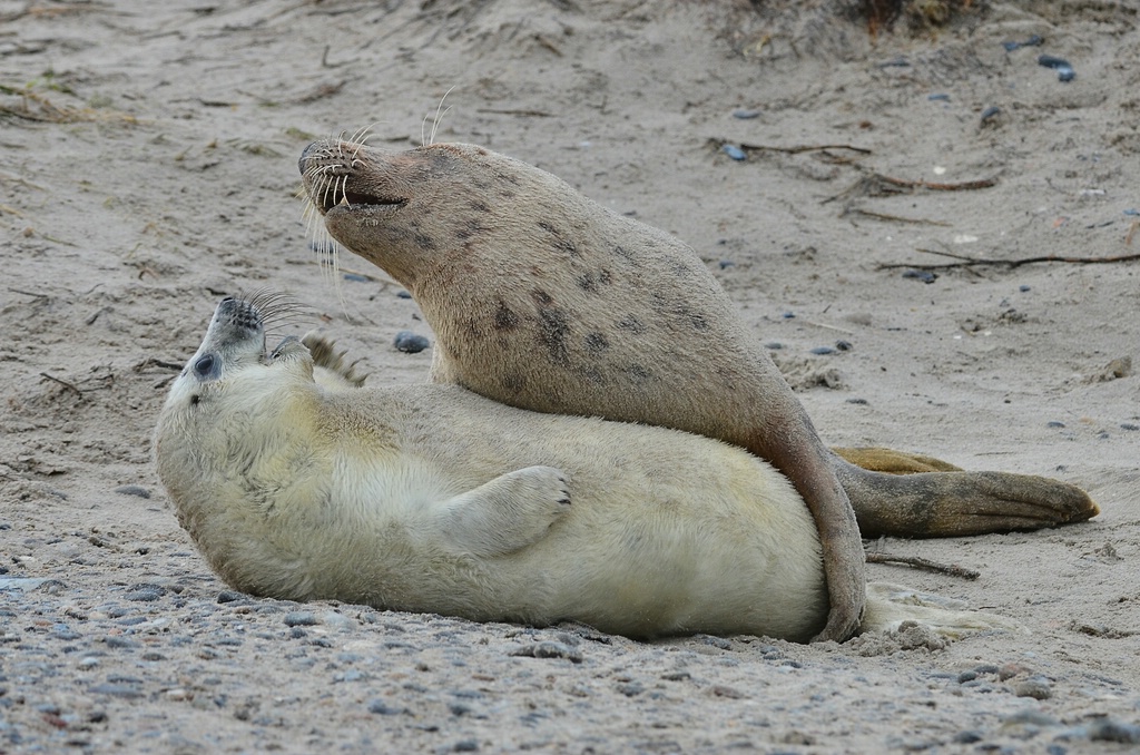 Helgoland 3 0715