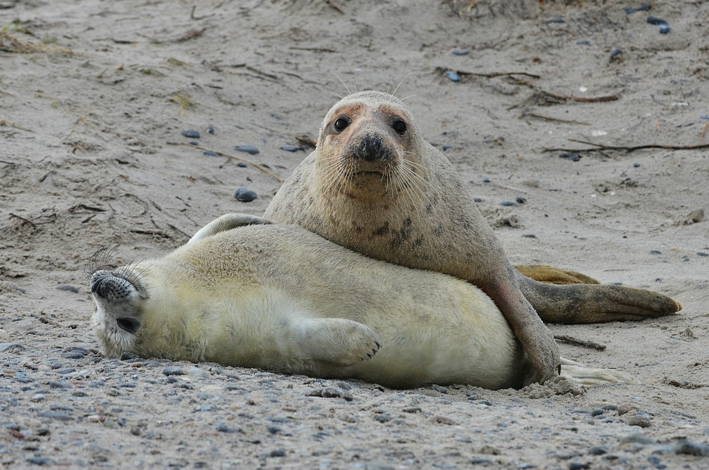 Helgoland 3 0719
Designed by Loriot?