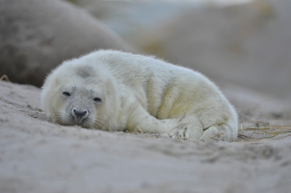 Helgoland 3 0865