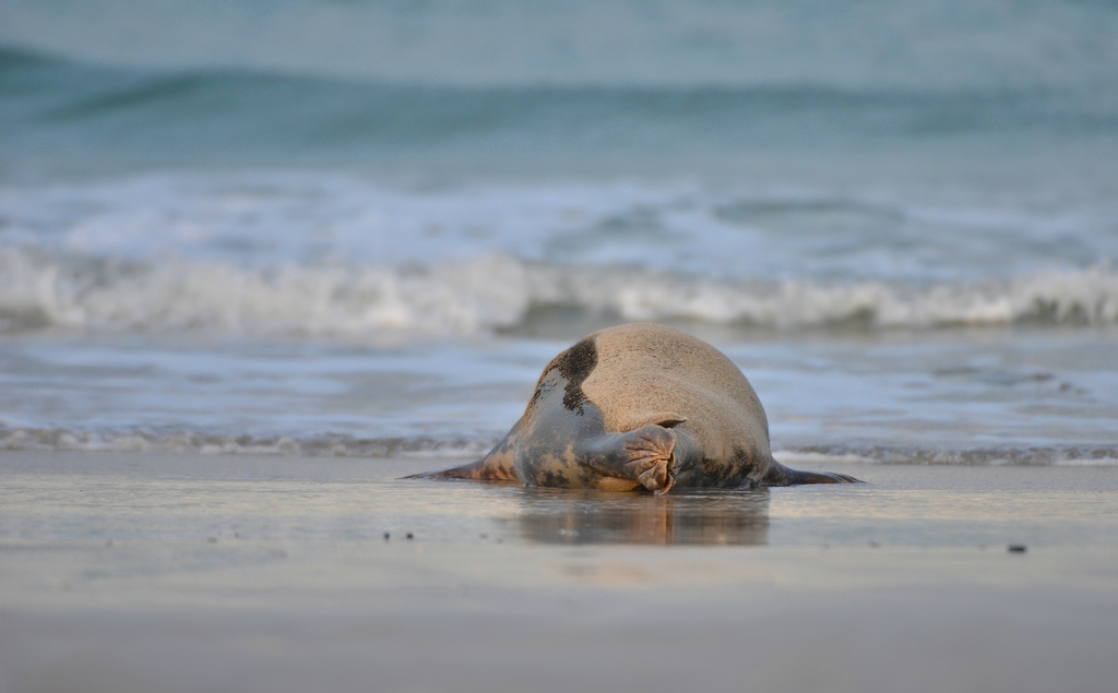 Helgoland 3 0894
Kleine Romanze am Strand I