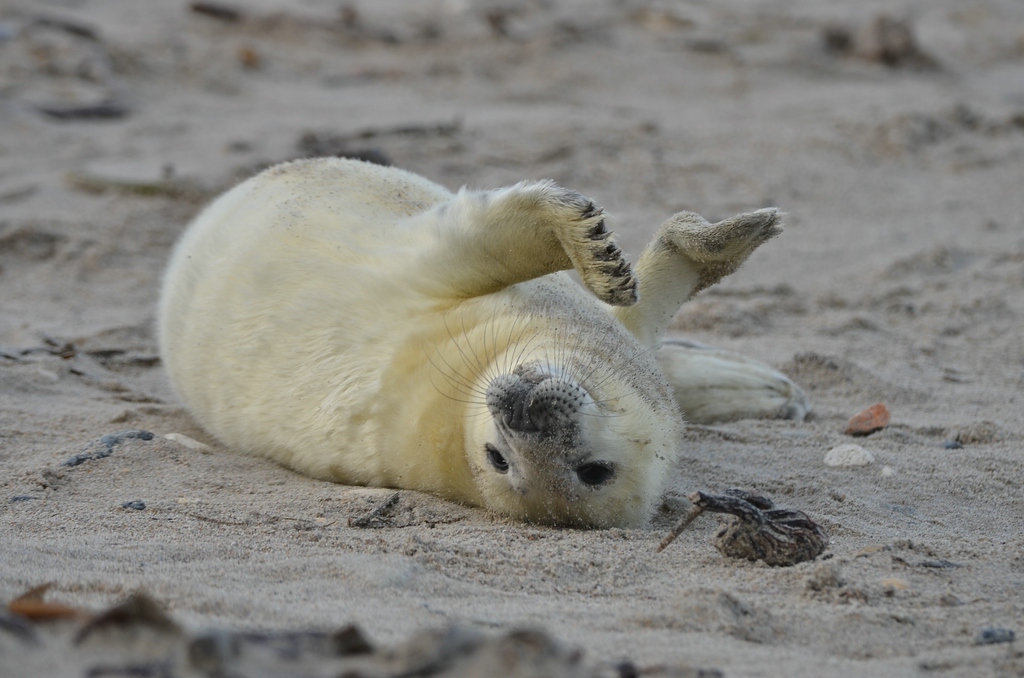 Helgoland 3 1121