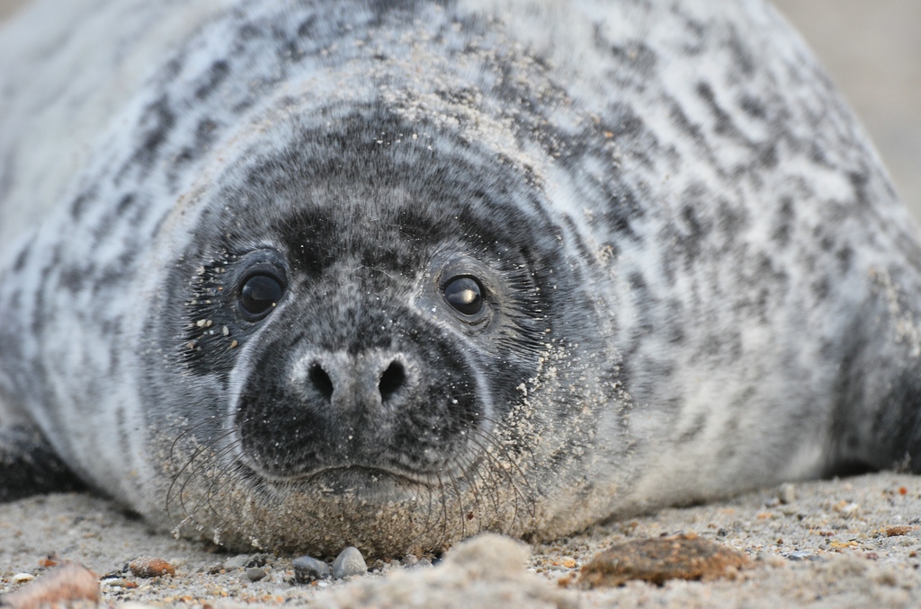 Helgoland 3 1169
Portrait II