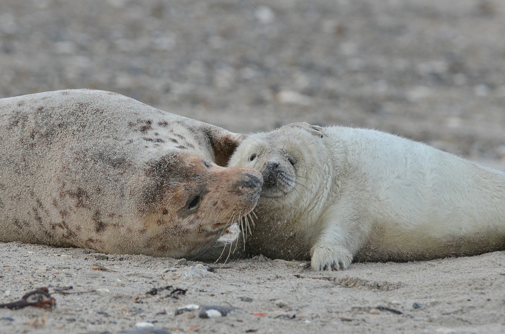 Helgoland 3 1397
