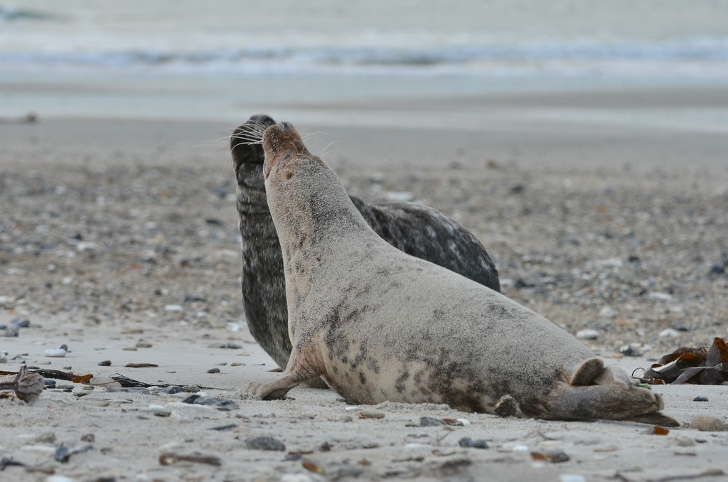 Helgoland 3 1458
Kleine Romanze am Strand IV
