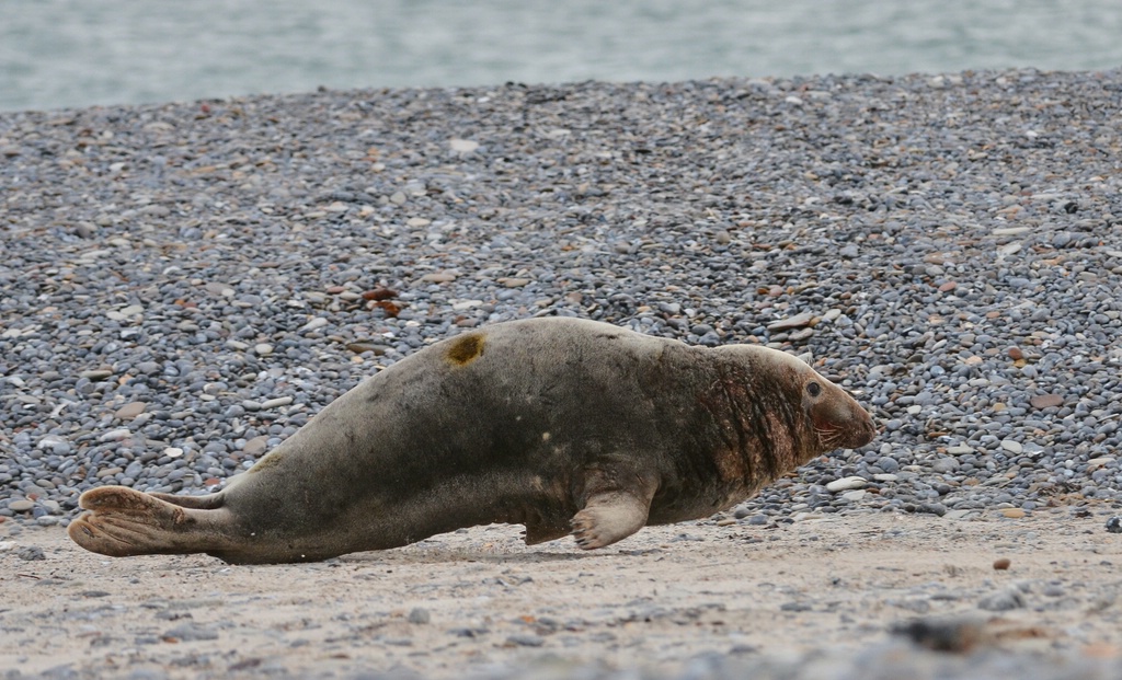 Helgoland 4 0002
Robben-Galopp II