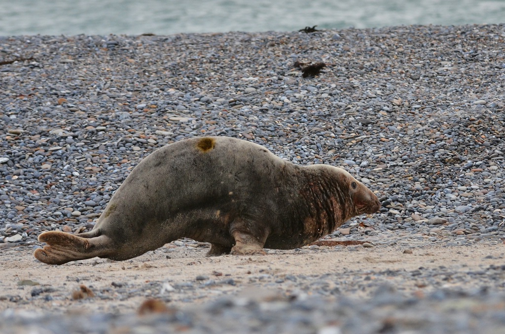 Helgoland 4 0006
Robben-Galopp III