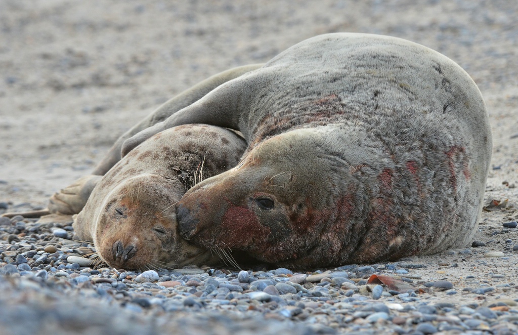 Helgoland 4 0181
Mama und Papa VIII
Schlaf gut!