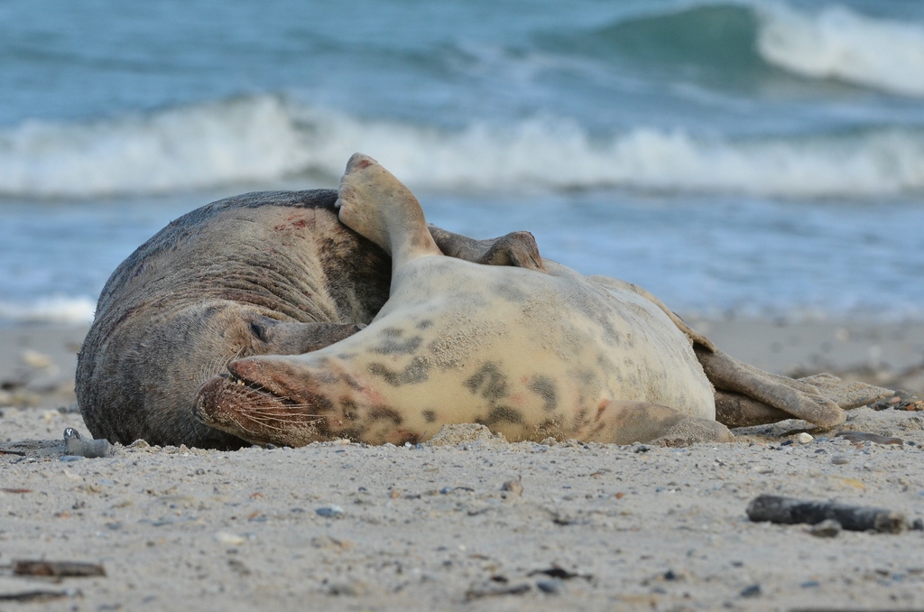 Helgoland 4 0262
Kleine Romanze am Strand V