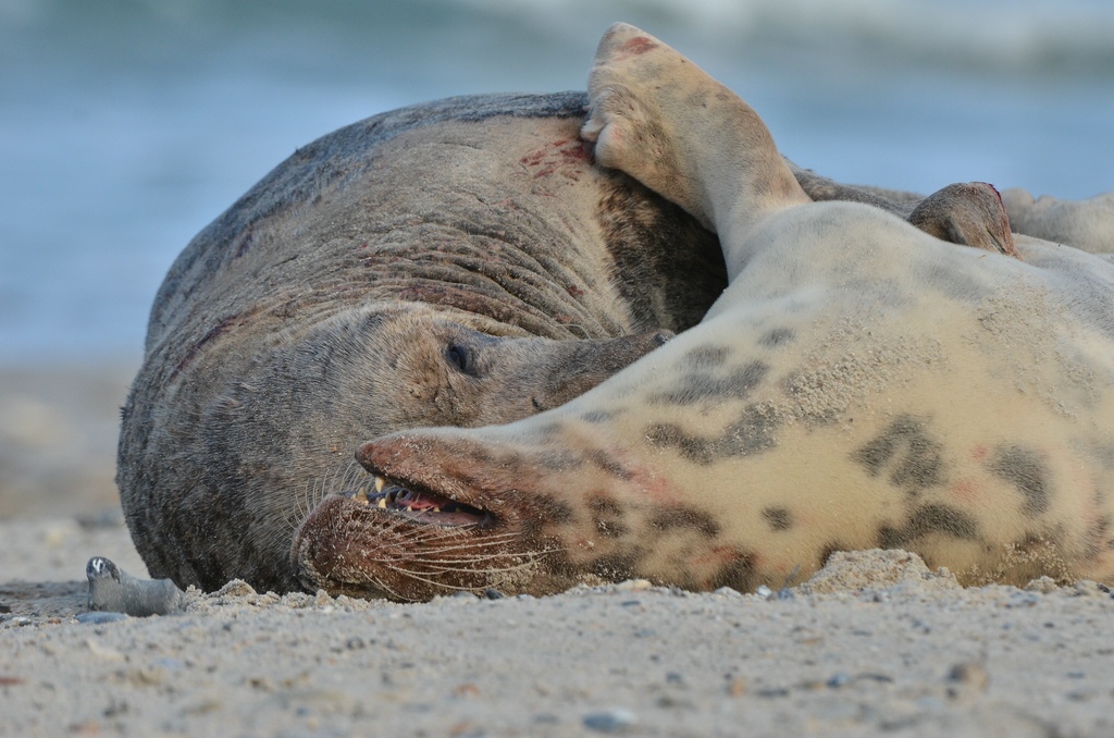 Helgoland 4 0266
Kleine Romanze am Strand VI