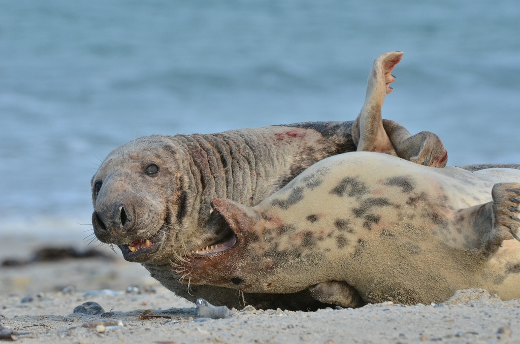Helgoland 4 0290
Kleine Romanze am Strand VII