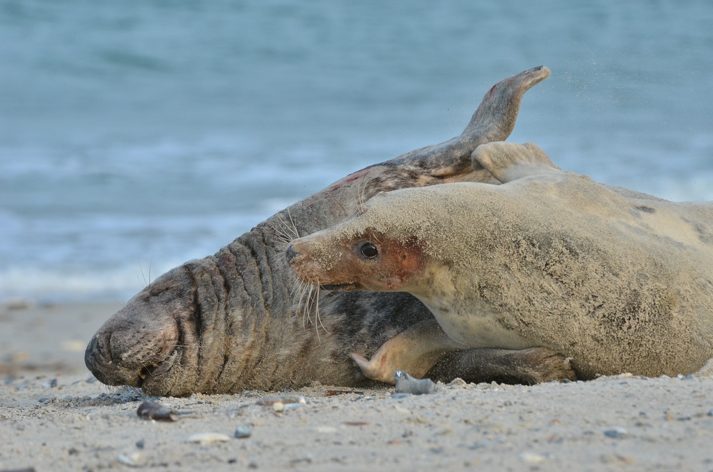 Helgoland 4 0299
Kleine Romanze am Strand IX