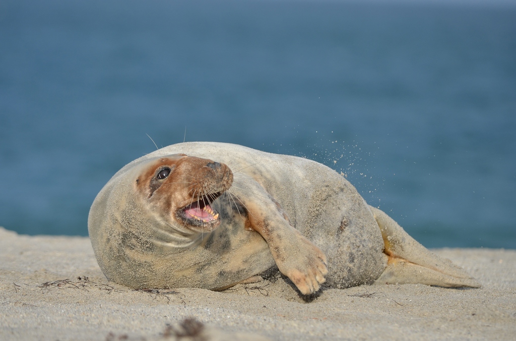 Helgoland 4 0319
Singles IX
