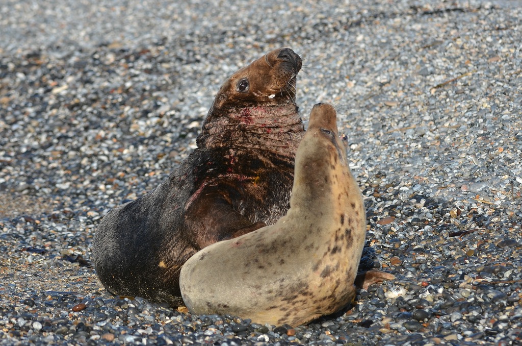 Helgoland 4 0537 
Mama und Papa I
Erst nur ein kleiner Flirt ...
