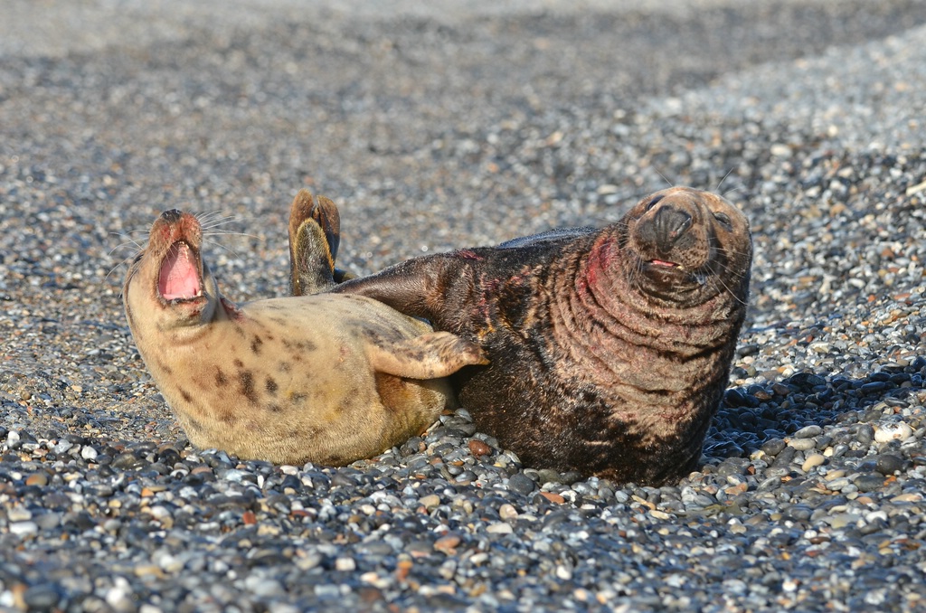 Helgoland 4 0670
Mama und Papa VI
Das hat Spaß gemacht!