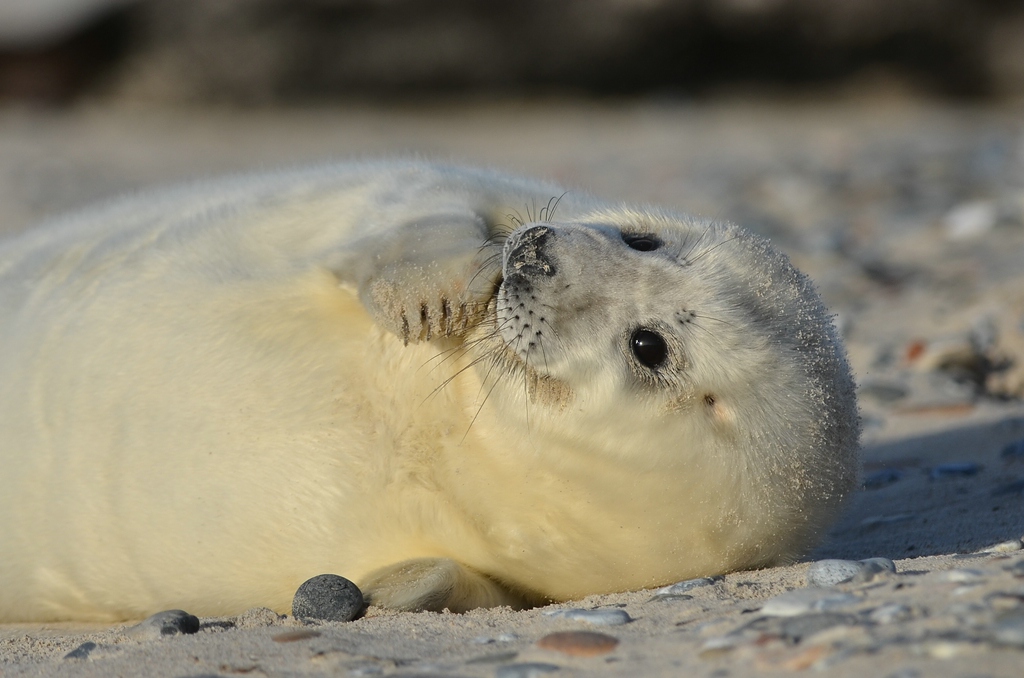 Helgoland 4 0771