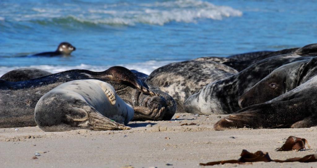 Helgoland, Kegelrobben am Nordstrand