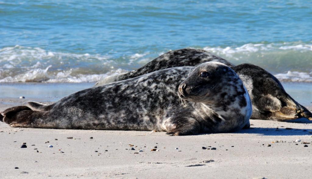 Helgoland, Und wieder Kegelrobben